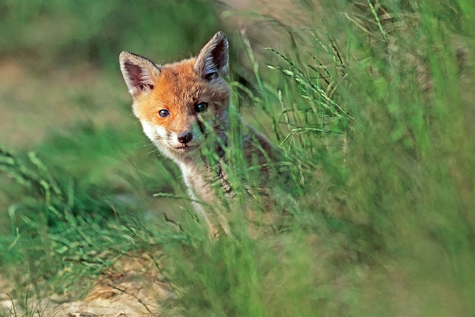 Rotfuechse sind ueber grosse Teile der noerdlichen Erdhalbkugel verbreitet, auf Island und vielen arktischen Inseln kommt er nicht vor  -  (Fuchs - Foto Jungfuchs vor dem Bau), Vulpes vulpes, Red Fox is absent in Iceland  -  (Photo Red Fox cub in front of the den)