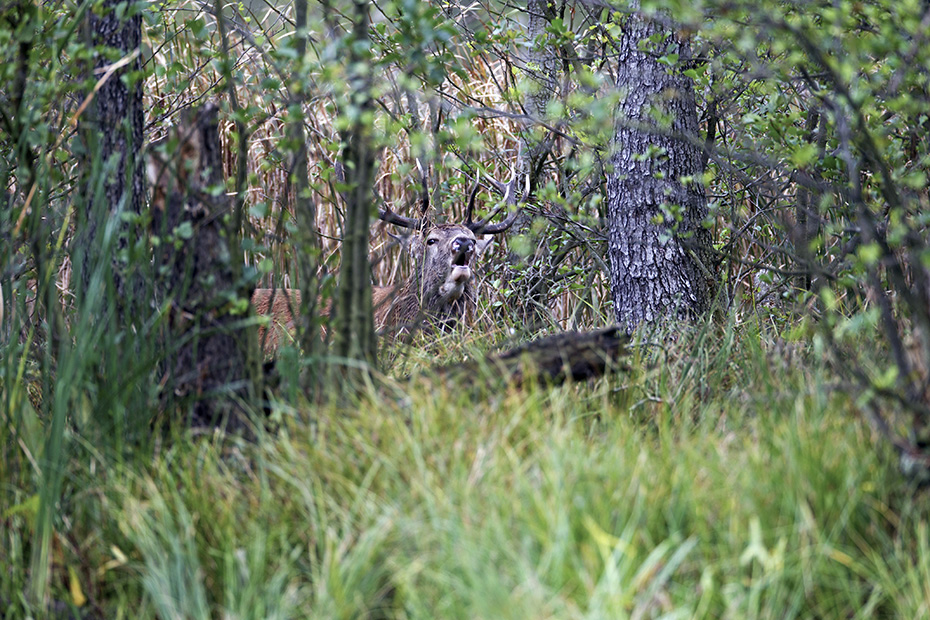 Rothirsch, die Maennchen erreichen, abhaengig von der Unterart, eine Koerperlaenge von 175 - 250 cm  -  (Edelhirsch - Foto roehrender Rothirsch in einem Erlenbruch), Cervus elaphus, Red Deer, the stags are 175 to 250 cm long  -  (Photo Red stag roaring in a swamp forest)