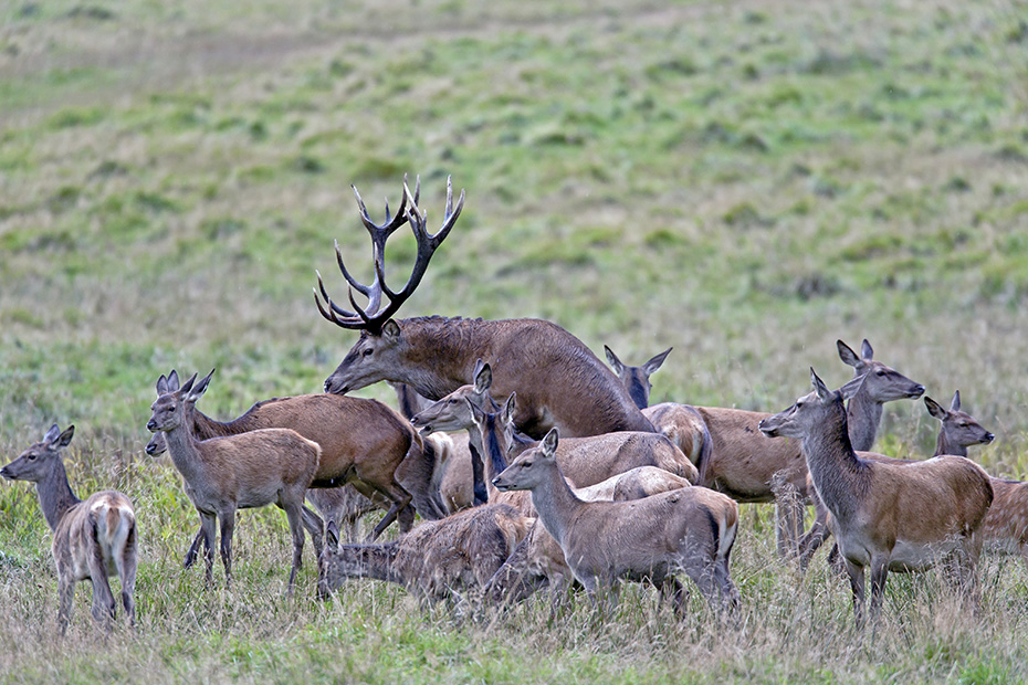 Rothirsch ist der einzige Vertreter aus der Familie der Hirsche, der auf dem afrikanischen Kontinent vorkommt  -  (Edelwild - Foto Rothirsch und Rottier bei der Paarung, auch Hischsprung genannt), Cervus elaphus, Red Deer is the only species of deer in Africa  -  (Photo Red Deer mating)