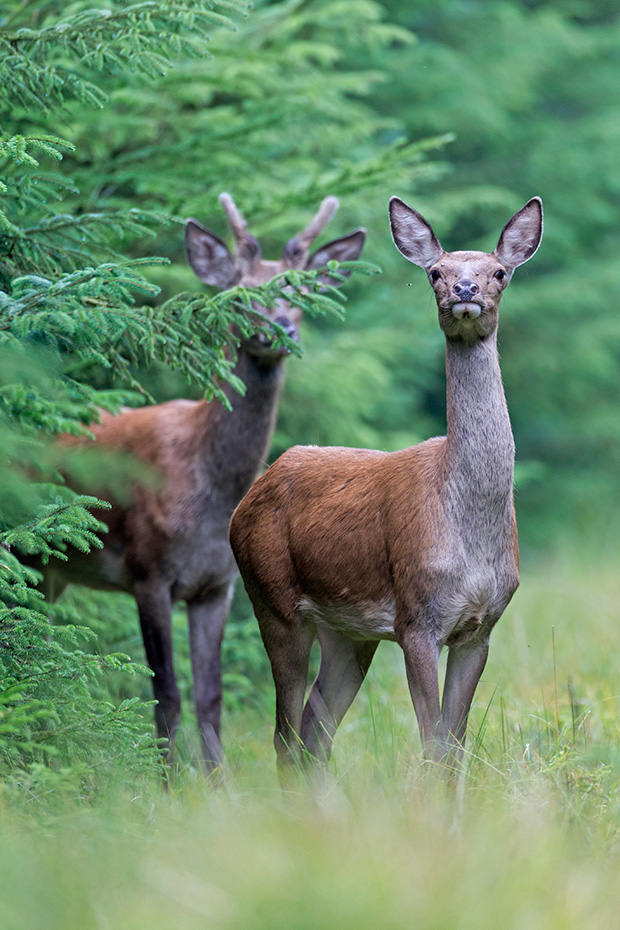Rottier und Spiesser stehen sichernd auf einer Schneise im Wald, Cervus elaphus, Red Deer hind and brocket stand securing on a forest aisle