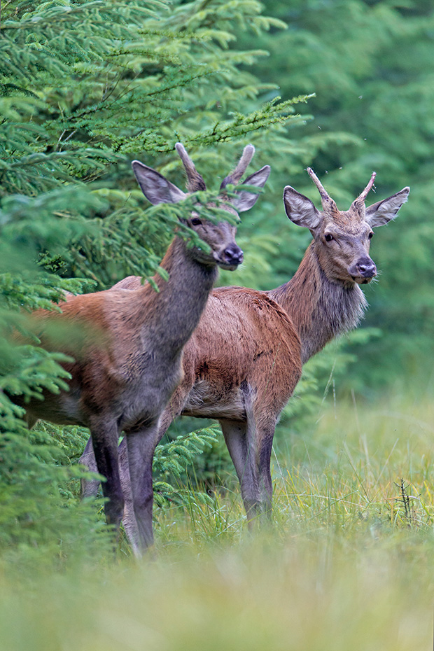 Rotspiesser auf einer Waldschneise, Cervus elaphus, Red Deer brockets on a forest aisle