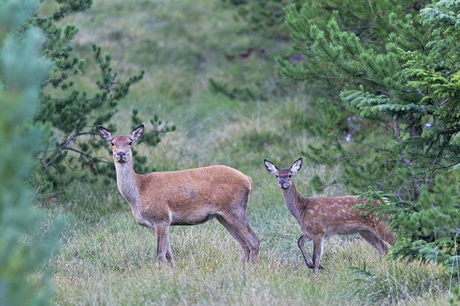 Rottier und Kalb am Abend auf dem Wechsel zu einer Wildwiese, Cervus elaphus, Red Deer hind and calf in the evening on the way to a game meadow
