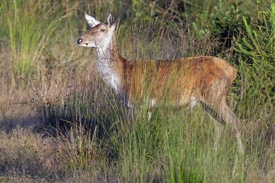 Am fruehen Abend wechselt ein Rottier zum Aesen in eine Aufforstung, Cervus elaphus, In the early evening a Red Deer hind migrates to a forestation to browse