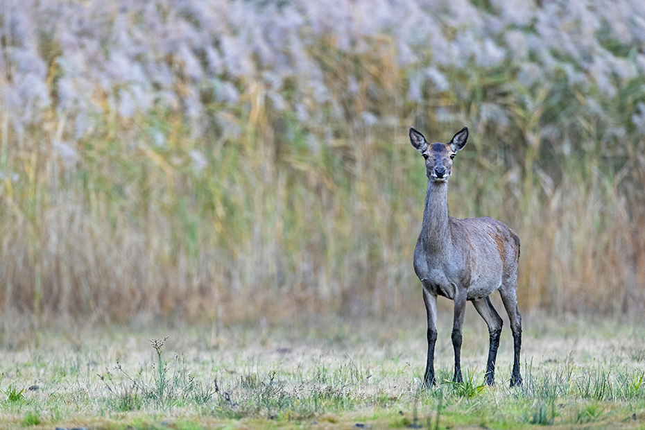 Noch immer weckt der getarnt fotografierende Fotograf die Neugier des Rottieres, Cervus elaphus, The camouflaged photographer still arouses the Red Deers curiosity