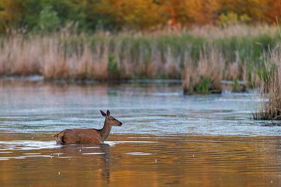 Ein Rottier wechselt im Licht der Abendsonne durch einen Teich, Cervus elaphus, A Red Deer hind moves in the light of the evening sun through a pond
