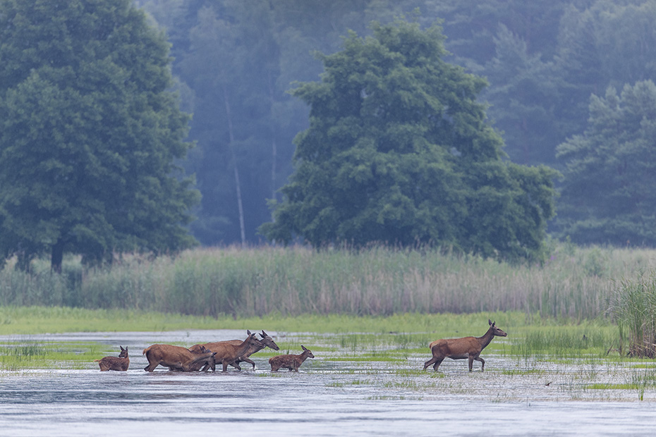 Ein Rudel Rottiere mit Kaelbern zieht durch einen Teich, vorweg geht eine erfahrene Hirschkuh, Cervus elaphus, A herd of female Red Deer with calves moves through a pond, an experienced hind walks in front
