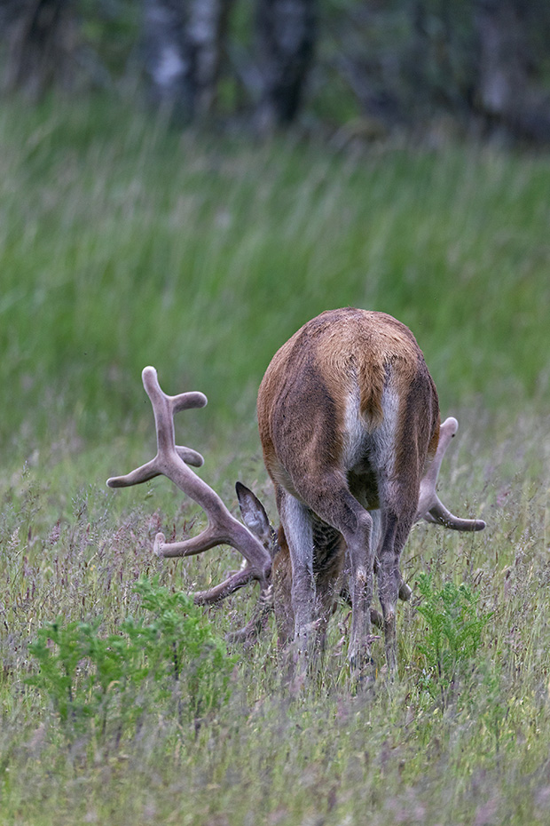 Der Wedel vom Rothirsch ist im Vergleich zum Koerper sehr kurz, Cervus elaphus, The scut of the Red Deer is very short compared to the body