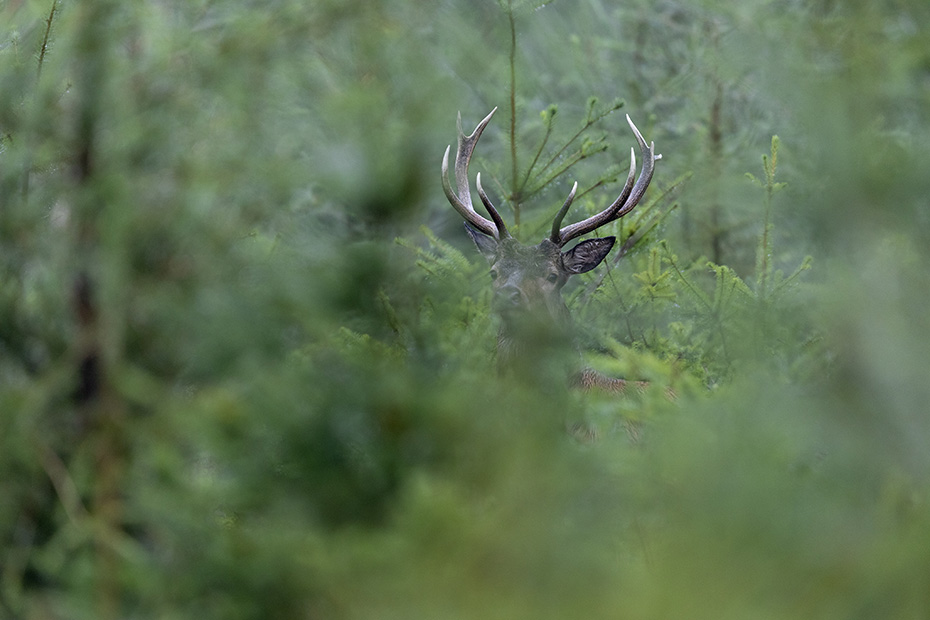 Ein Rothirsch beobachtet mich aus der schuetzenden Deckung einer Fichtenschonung, Cervus elaphus, A Red Deer stag observes me from the protective cover of a forest plantation area