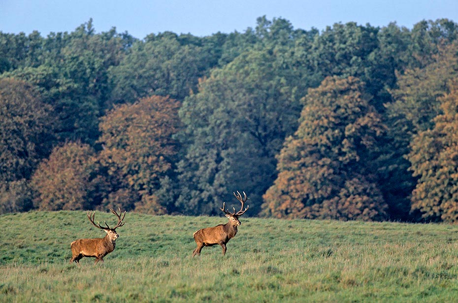 Rothirsch durch verschiedene Verhaltensweisen wird die soziale Rangordnung im Hirschrudel festgelegt - (Foto Rothirsche), Cervus elaphus, Red Deer is one of the largest deer species - (Photo Red Deer stags)