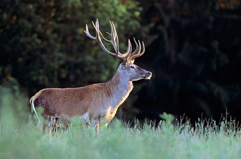 Rothirsch bis zum Beginn der Brunft aendert sich die soziale Rangordnung in einem Hirschrudel mehrmals - (Foto Rothirsch im Spaetsommer), Cervus elaphus, Red Deer is one of the largest deer species - (Photo Red Deer stag in late summer)