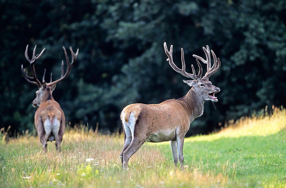 Rothirsch bis zum Beginn der Brunft aendert sich die soziale Rangordnung in einem Hirschrudel mehrmals - (Foto Rothirsche im Spaetsommer), Cervus elaphus, Red Deer is one of the largest deer species - (Photo Red Deer stags in late summer)
