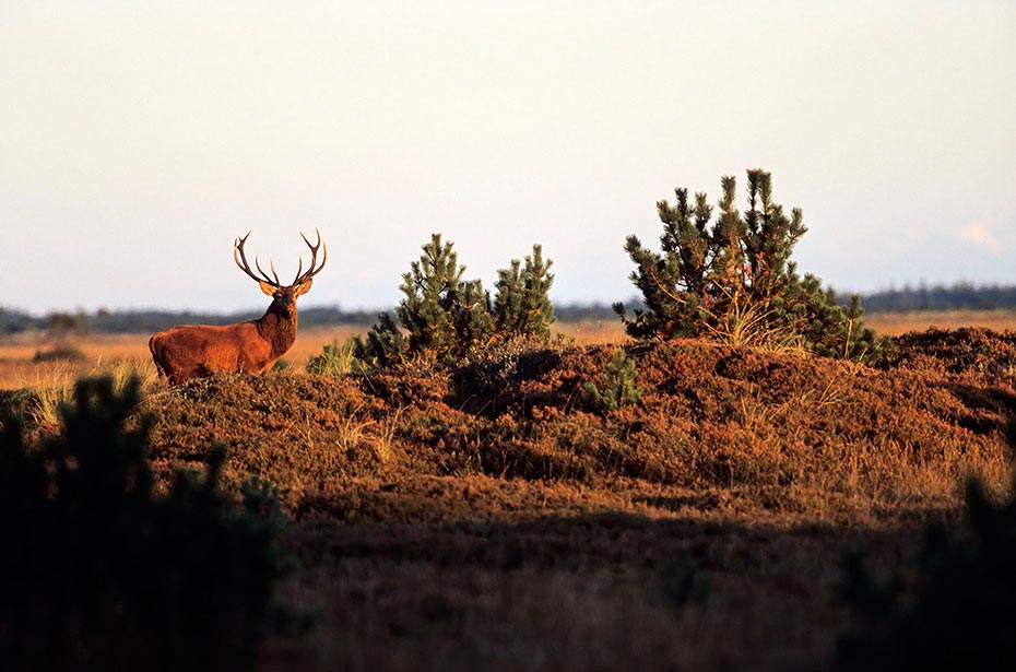 Rothirsch durch verschiedene Verhaltensweisen wird die soziale Rangordnung im Hirschrudel festgelegt - (Foto Rothirsch im Abendlicht), Cervus elaphus, Red Deer is one of the largest deer species - (Photo Red Deer stag in the rut)