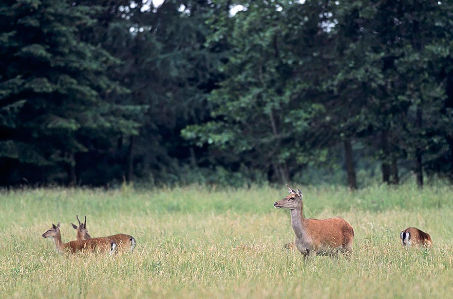 Rotwild gehoert zu den groessten Vertretern aus der Familie der Hirsche - (Foto Rottier und Damwild), Cervus elaphus - Dama dama, Red Deer is one of the largest deer species - (Photo Red Deer hind and Fallow Deers)