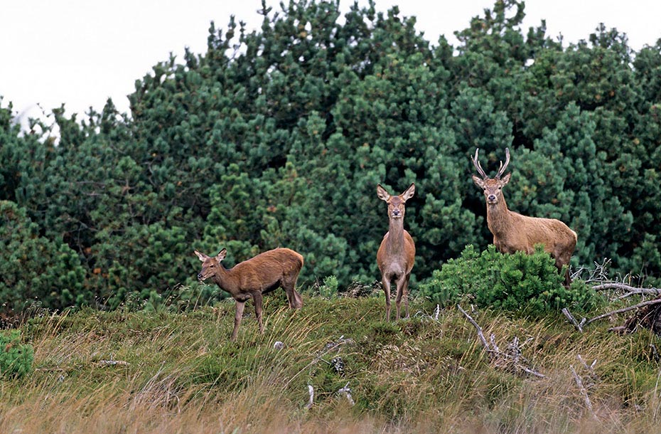 Rotwild die Weibchen sind deutlich kleiner als die Maennchen - (Foto Rothirsch, Rottier und Kalb), Cervus elaphus, Red Deer the females are much smaller than the males - (Photo stag, hind and calf)