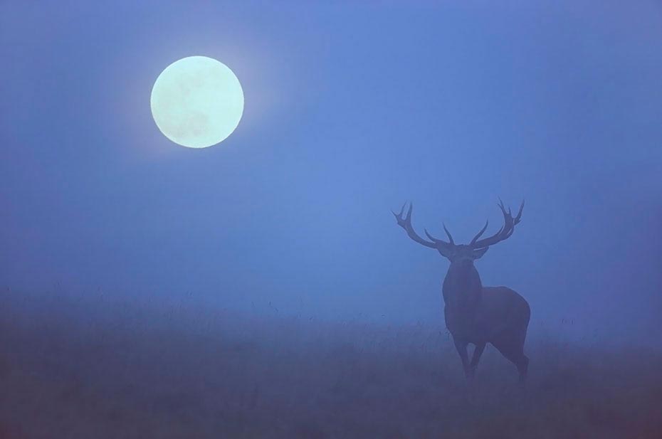Rothirsch, durch verschiedene Verhaltensweisen wird die soziale Rangordnung im Hirschrudel festgelegt (M) - (Foto Rothirsch und Mond), Cervus elaphus, Red Deer is one of the largest deer species (M) - (Photo Red Deer stag and moon)