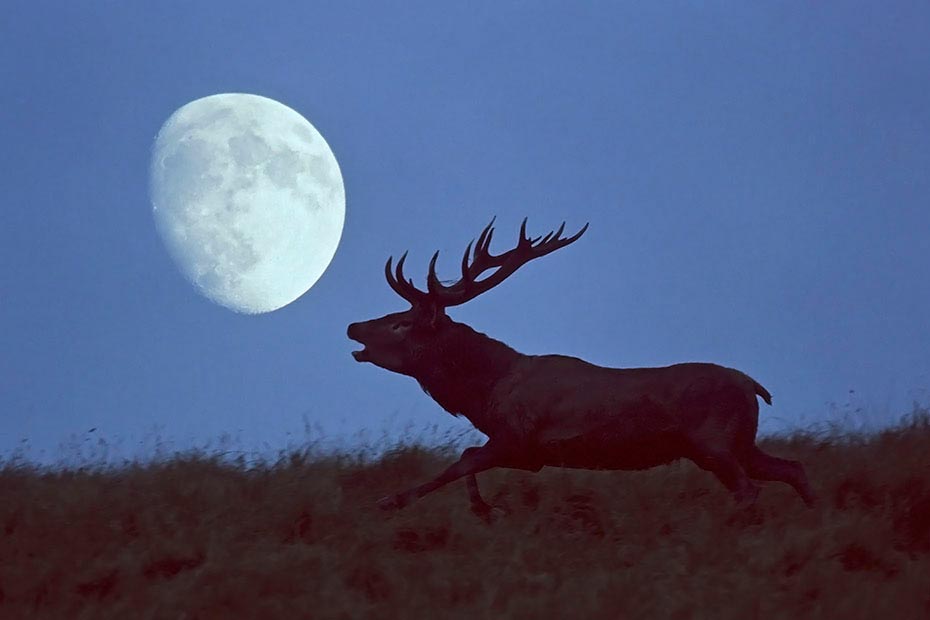 Rothirsch, durch verschiedene Verhaltensweisen wird die soziale Rangordnung im Hirschrudel festgelegt (M) - (Foto Rothirsch und Mond), Cervus elaphus, Red Deer is one of the largest deer species (M) - (Photo Red Deer stag and moon)