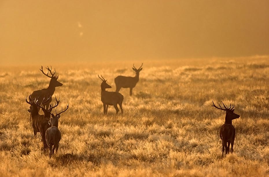 Rotwild gehoert zu den groessten Vertretern aus der Familie der Hirsche - (Foto Rothirsche im Morgenlicht), Cervus elaphus, Red Deer is one of the largest deer species - (Photo Red Deer stags in morning light)