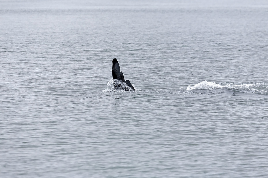 Schwertwal, die Weibchen erreichen nach circa 10 Jahren die Geschlechtsreife  -  (Orca - Foto Schwertwal Maennchen im Tracy Arm Fjord in Alaska), Orcinus orca, Killer Whale, the female begin to mature at around the age of 10  -  (Orca - Photo Killer Whale male in Tracy Arm Fjord in Alaska)