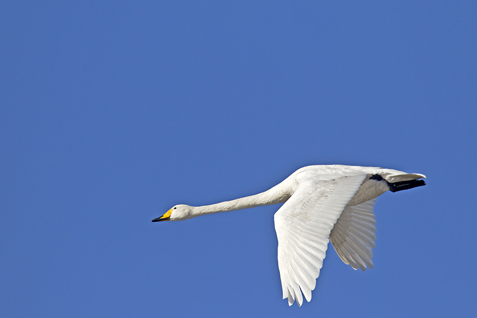 Singschwan, in freier Wildbahn liegt das Durchschnittsalter bei 8 Jahren  -  (Foto Singschwan im Flug), Cygnus cygnus, Whooper Swan, the average lifespan in the wild is about 8 years  -  (Photo Whooper Swan in flight)