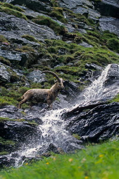 Alpensteinbock ueberquert einen Gebirgsbach - (Gemeiner Steinbock), Capra ibex, Alpine Ibex buck crossing a mountain torrent - (Steinbock)