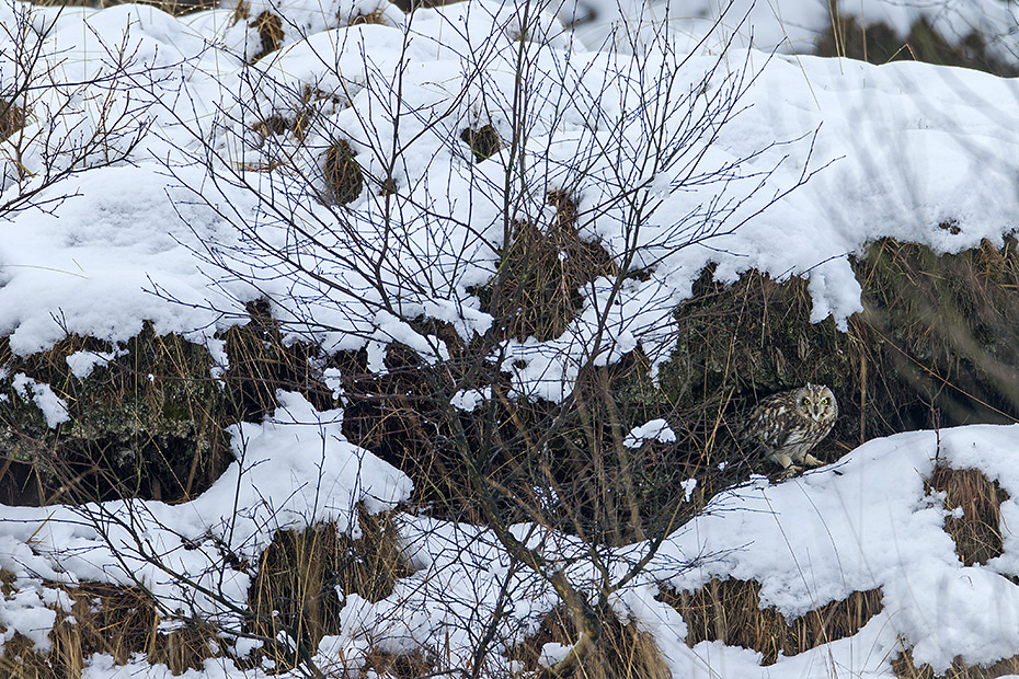 Sumpfohreule, die Paarbindung haelt in der Regel zeitlebens  -  (Foto Sumpfohreule im Winterquartier), Asio flammeus, Short-eared Owl is generally monogamous  -  (Photo Short-eared Owl in winter)