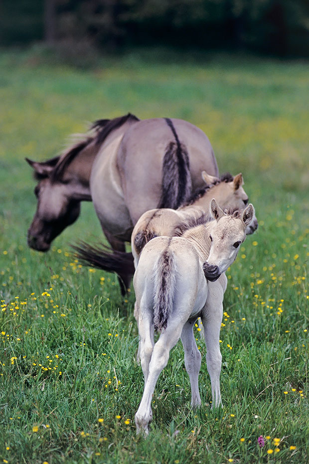 Konik - Stute mit Fohlen auf einer Wiese mit Hahnenfuss - (Waldtarpan - Rueckzuechtung), Equus ferus caballus - Equus ferus ferus, Heck Horse mare with foals on a meadow with Buttercup - (Tarpan - breeding back)