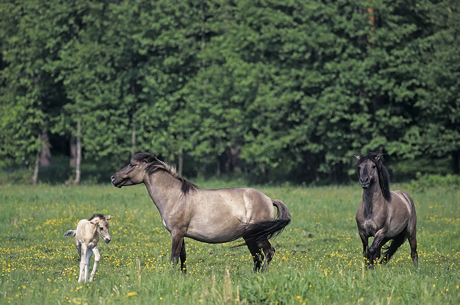 Konik - Hengst attackiert Stute und testet die Paarungsbereitschaft - (Waldtarpan - Rueckzuechtung), Equus ferus caballus - Equus ferus ferus, Heck Horse Stallion attacked mare and tests the receptiveness - (Tarpan - breeding back)