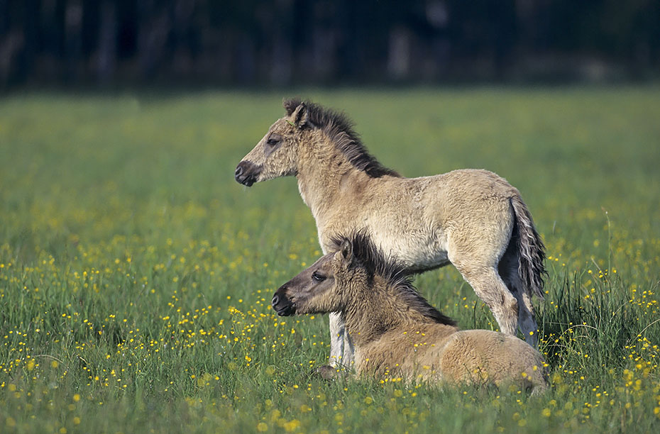 Konik - Fohlen beobachten aufmerksam Artgenossen - (Waldtarpan - Rueckzuechtung), Equus ferus caballus - Equus ferus ferus, Heck Horse foals observe alert conspecifics - (Tarpan - breeding back)