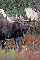 Elch, in der Brunft kann es zwischen den Bullen zu Kaempfen kommen, bei diesen geht es um das Vorrecht, sich mit den Elchkuehen zu paaren  -  (Alaska-Elch - Foto kapitaler Elchschaufler), Alces alces - Alces alces gigas, Moose, in the mating season, the bulls will fight for access to females  -  (Giant Moose - Photo bull Moose)