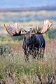 Elche koennen taeglich mehr als 32kg Nahrung aufnehmen  -  (Alaska-Elch - Foto kapitaler Elchschaufler), Alces alces - Alces alces gigas, Moose can eat up to 32kg of food per day  -  (Alaska Moose - Photo bull Moose)