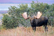 Elch, eine sehr wichtige Nahrungsquelle sind Wasserpflanzen  -  (Alaskaelch - Foto kapitaler Elchbulle in der Tundra), Alces alces - Alces alces gigas, Moose need to consume a good quantity of aquatic plants  -  (Giant Moose - Photo bull Moose in the tundra)