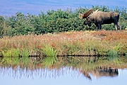 Elch, in Alaska und Sibirien koennen die groessten Vertreter dieser Tierart beobachtet werden  -  (Alaska-Elch - Foto Elchbulle an einem Tundrasee), Alces alces - Alces alces gigas, Moose, the largest subspecies can be found in Alaska and Siberia  -  (Alaskan Moose - Photo bull Moose near a tundra lake)