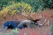 Elche koennen in freier Wildbahn ein Alter von 15 Jahren erreichen, dies ist aber nur selten der Fall  -  (Alaskaelch - Foto kapitaler Elchschaufler ruht in der Tundra), Alces alces - Alces alces gigas, Moose, the maximum lifespan in the wild is 15 years  -  (Alaska Moose - Photo bull Moose resting)