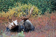 Elch, das Wachstum der Geweihe ist nach circa 5 Monaten abgeschlossen  -  (Alaska-Elch - Foto kapitaler Elchschaufler ruht in der Tundra), Alces alces - Alces alces gigas, Moose, the antlers take about 5 months to fully develop  -  (Alaskan Moose - Photo bull Moose resting)
