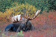 Elch, das Wachstum der neuen Geweihe beginnt im Fruehjahr  -  (Alaskaelch - Foto kapitaler Elchschaufler ruht in der Tundra), Alces alces - Alces alces gigas, Moose, the new antlers will regrow in the spring  -  (Giant Moose - Photo bull Moose resting)