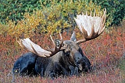 Elche werden im Britischen Englisch ELK genannt, im Amerikanischen Englisch heisst er MOOSE  -  (Alaskaelch - Foto kapitaler Elchbulle), Alces alces - Alces alces gigas, Moose is called ELK in British English  -  (Alaskan Moose - Photo bull Moose in the tundra)