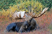 Elche sind die zweitgroessten Landsaeuger Europas und Nordamerikas  -  (Alaska-Elch - Foto kapitaler Elchschaufler in der Tundra), Alces alces - Alces alces gigas, Moose are the second largest land animals in Europe and North America  -  (Giant Moose - Photo bull Moose resting)