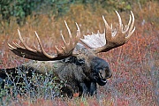 Elch, die Gewichte der Elchbullen variieren je nach Vorkommen und Alter zwischen 380 - 700kg, es werden in seltenen Faellen Gewichte von ueber 800kg erreicht  -  (Alaskaelch - Foto kapitaler Elchschaufler im Portraet), Alces alces - Alces alces gigas, Moose, males normally weigh from 380 to 700kg  -  (Giant Moose - Photo portrait of a bull Moose)