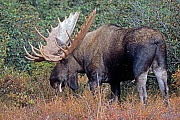 Elch, in Nordamerika werden mehr Menschen von Elchen verletzt, als von allen anderen Wildtieren  -  (Alaska-Elch - Foto kapitaler Elchschaufler vor dem Beginn der Brunft), Alces alces - Alces alces gigas, Moose in North America, they injure more people than any other wild mammal  -  (Alaskan Moose - Photo bull Moose in the tundra)