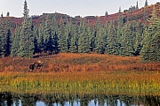 Elch, nur den Maennchen wachsen Geweihe  -  (Alaska-Elch - Foto Elchschaufler an einem Tundrasee), Alces alces - Alces alces gigas, Moose, only the bull Moose grow antlers  -  (Alaska Moose - Photo bull Moose at a lake in the tundra)