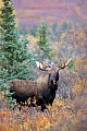 Elche koennen Heu nicht verdauen, dadurch ist die Haltung in Gefangenschaft sehr schwierig  -  (Alaska-Elch - Foto junger Elchbulle in der herbstlichen Tundra), Alces alces - Alces alces gigas, Moose cannot digest hay  -  (Giant Moose - Photo young bull Moose in indian summer)