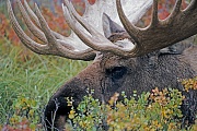 Elch, in der Brunft kann es zwischen den Bullen zu Kaempfen kommen, bei diesen geht es um das Vorrecht, sich mit den Elchkuehen zu paaren  -  (Alaskaelch - Foto Elchschaufler vor der Brunft), Alces alces - Alces alces gigas, Moose, in the mating season, the bulls will fight for access to females  -  (Alaska Moose - Photo bull Moose)