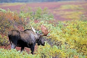 Elch, die Geweihe der Nordamerikanischen und Sibirischen Elchbullen sind in der Regel groesser und massiger, als die der Europaeischen Artgenossen  -  (Alaska-Elch - Foto Elchschaufler vor Brunftbeginn), Alces alces - Alces alces gigas, Moose, the North American and Siberian moose antlers are usually larger than those of Eurasian Moose  -  (Alaska Moose - Photo bull Moose in the tundra)