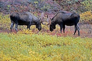 Elch, in der Brunft kann es zwischen den Maennchen zu Kaempfen kommen, bei diesen geht es um das Vorrecht, sich mit den Elchkuehen zu paaren  -  (Alaska-Elch - Foto Elchschaufler spielerisch kaempfend), Alces alces - Alces alces gigas, Moose, in the mating season, the bulls will fight for access to females  -  (Alaskan Moose - Photo bull Moose playfully fighting)