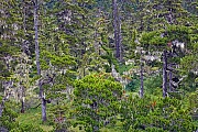 Regenwald an der Pazifikkueste von Alaska, Juneau  -  Alaska, Rainforest at the Pacific coast of Alaska