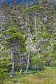 Regenwald an der Pazifikkueste von Alaska, Juneau  -  Alaska, Rainforest at the Pacific coast of Alaska