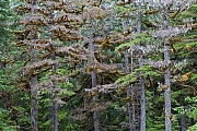 Mit Moosen bewachsene Hemlocktannen im Regenwald an der Pazifikkueste von Alaska, Douglas Island  -  Juneau, Moss-covered hemlock in rainforest at the Pacific coast of Alaska
