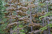 Mit Moosen bewachsene Hemlocktannen im Regenwald an der Pazifikkueste von Alaska, Douglas Island  -  Juneau, Moss-covered hemlock in rainforest at the Pacific coast of Alaska