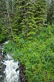 Westamerikanische Hemlocktannen an einem Flussufer in Alaska, Fish Creek  -  Douglas Island, Western Hemlocks at riverside in Alaska