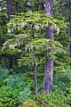 Berg-Hemlocktanne mit Bartflechten im Regenwald an der Pazifikkueste von Alaska, Douglas Island  -  Juneau, Montain Hemlock with beard lichen in rainforest at the Pacific coast of Alaska